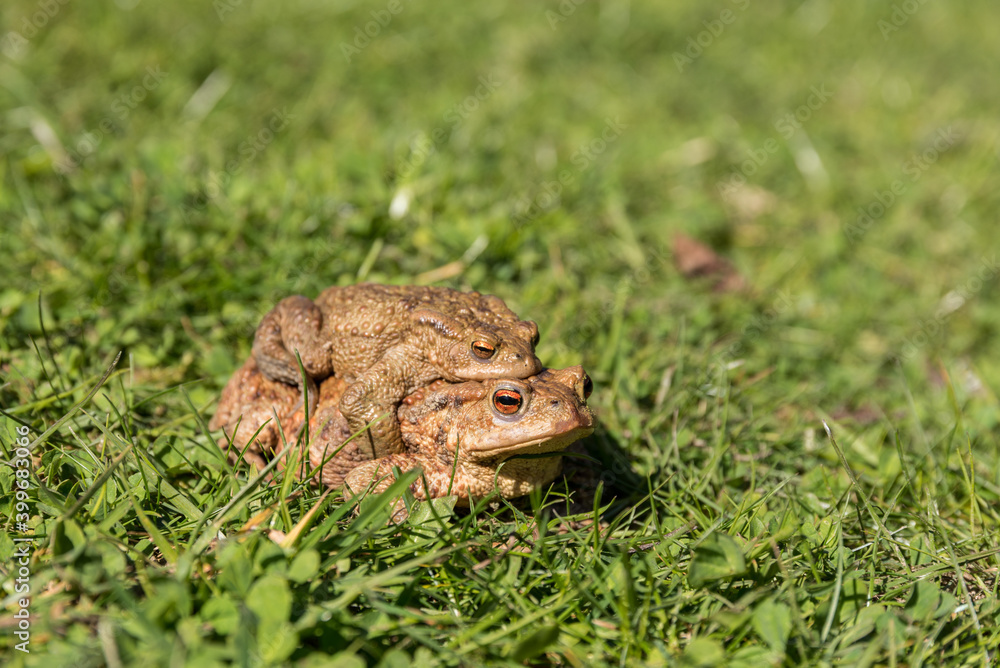 Happy Toad Pair On The Move In Green Grass - Spawning Season Happy Toad Pair On The Move In Green Grass - Spawning Season
