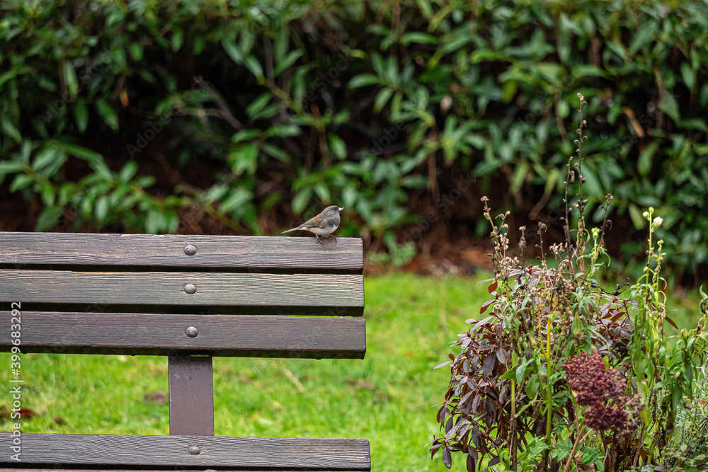 one tiny bird landed on the edge of a wooden bench in the park in front of the green bushes one tiny bird landed on the edge of a wooden bench in the park in front of the green bushes