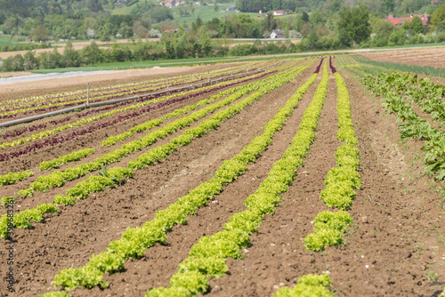 Cultivation Of Lettuce In Organic Agriculture - Lettuce In The Field