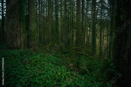 Vibrant lush green forest scenery of the Pacific Northwest