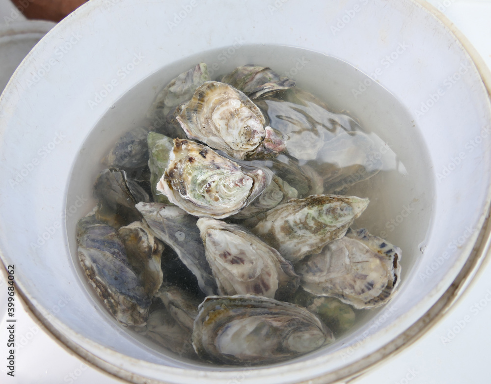 Freshly Caught Oysters From The Atlantic Ocean, Namibia Freshly Caught Oysters From The Atlantic Ocean, Namibia
