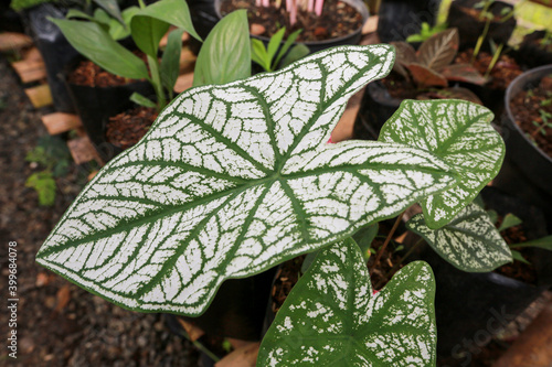 Ordinary or Local Caladium photo