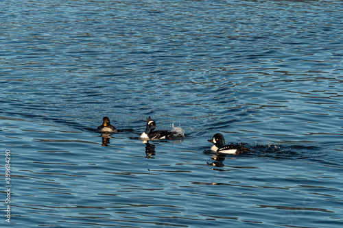 two male goldeneye ducks swimming alongside one female showing off some moves to impress her on the ocean on a sunny morning 