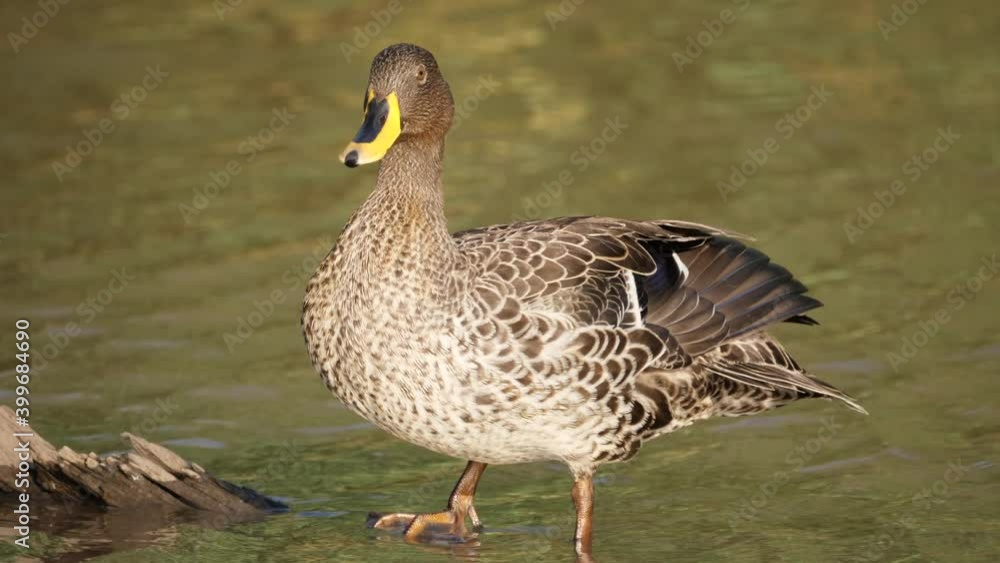 Duck dries ruffled feathers perched on log in river and preens with beak Duck dries ruffled feathers perched on log in river and preens with beak