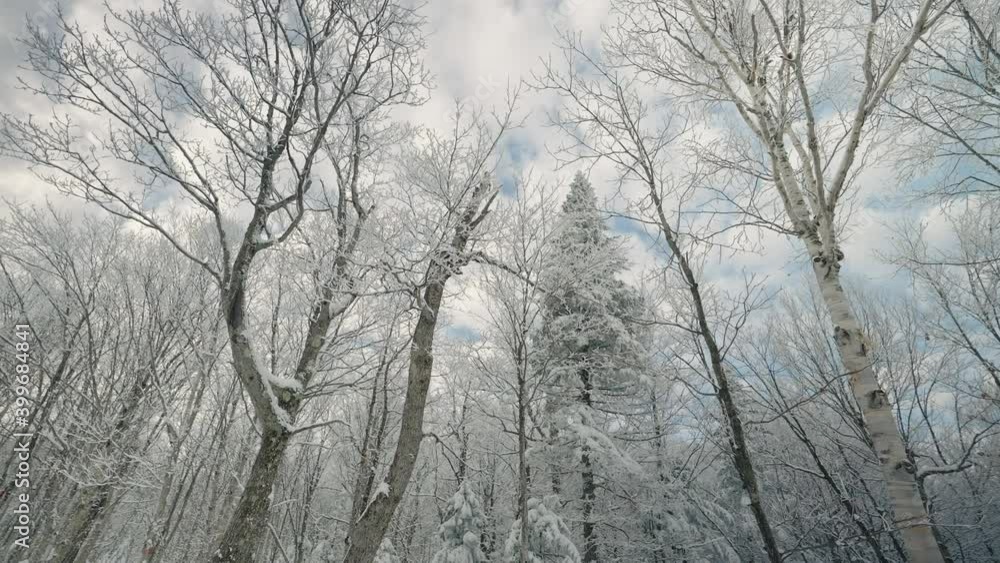 Looking Up At Icy Covered Bare Trees Under Cloudscape Winter Sky In Orford, Quebec, Canada. - Low Angle Shot Looking Up At Icy Covered Bare Trees Under Cloudscape Winter Sky In Orford, Quebec, Canada. - Low Angle Shot