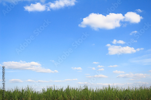 green field and blue sky. Picture of the beautiful sky and some clouds The bottom has green leaves of sugar cane as a component.