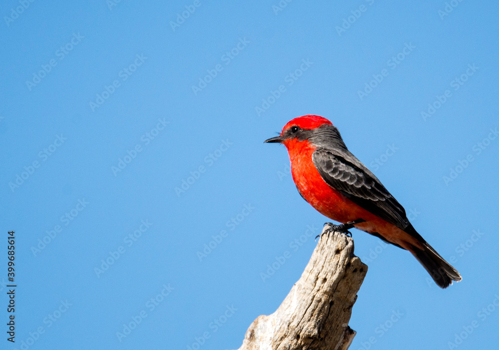 Vermillion flycatcher perched on a branch in the san jacinto wildlife area near lake Perris in southern California Vermillion flycatcher perched on a branch in the san jacinto wildlife area near lake Perris in southern California