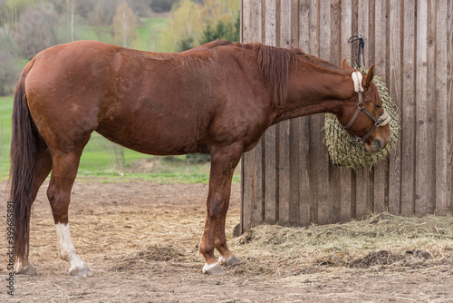Austrian Warmblood Riding Horse Eats Hay In Front Of Stable Paddock