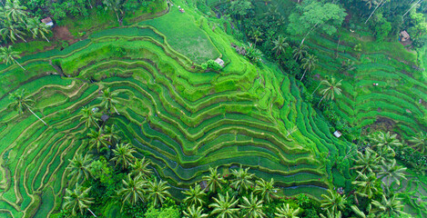 Wandcirkels Bali Rijstterrassen op Bali vanuit de lucht  © JohanAbdullah