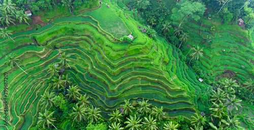 Drone view of rice plantation in bali and palms tree. Rice terraces photos from the height, bali, indonesia, ubud, the geometry of the rice field photo