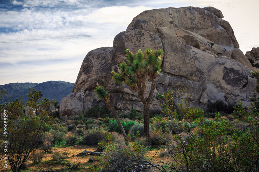 Joshua Tree Rock Formations, Joshua Tree National Park, California