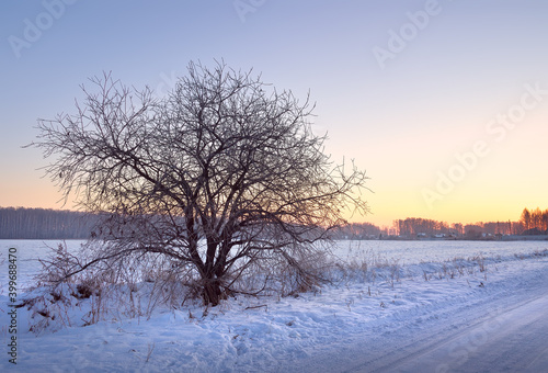 Field on a winter morning. A bare tree among drifts of blue snow, clear sky at dawn