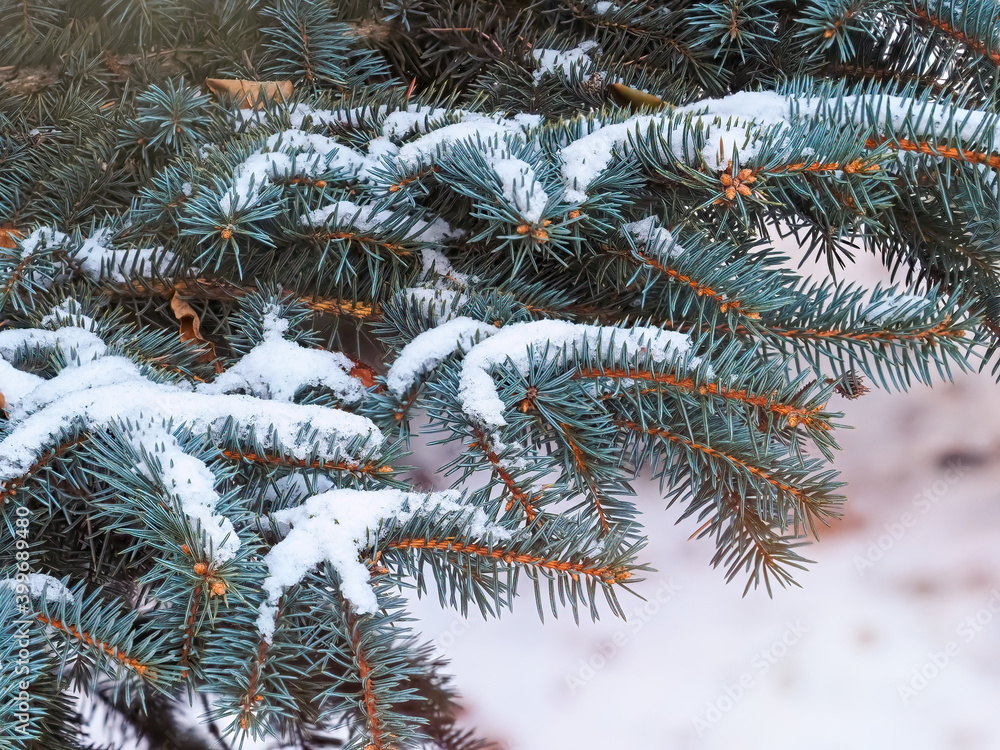 Snow-covered branches of blue spruce with needles in the sunset light. The blue spruce, Colorado spruce, or Colorado blue spruce, with the Latin name Picea pungens. Snow-covered branches of blue spruce with needles in the sunset light. The blue spruce, Colorado spruce, or Colorado blue spruce, with the Latin name Picea pungens.