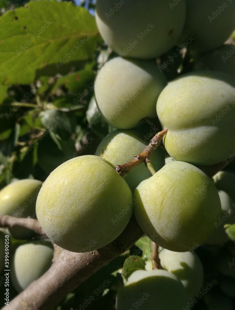 Up close, the fruit develops on the tree. Plums of color green. European agricultural industry, EU products. Horticulture. Food grows under the sun of Spain. 