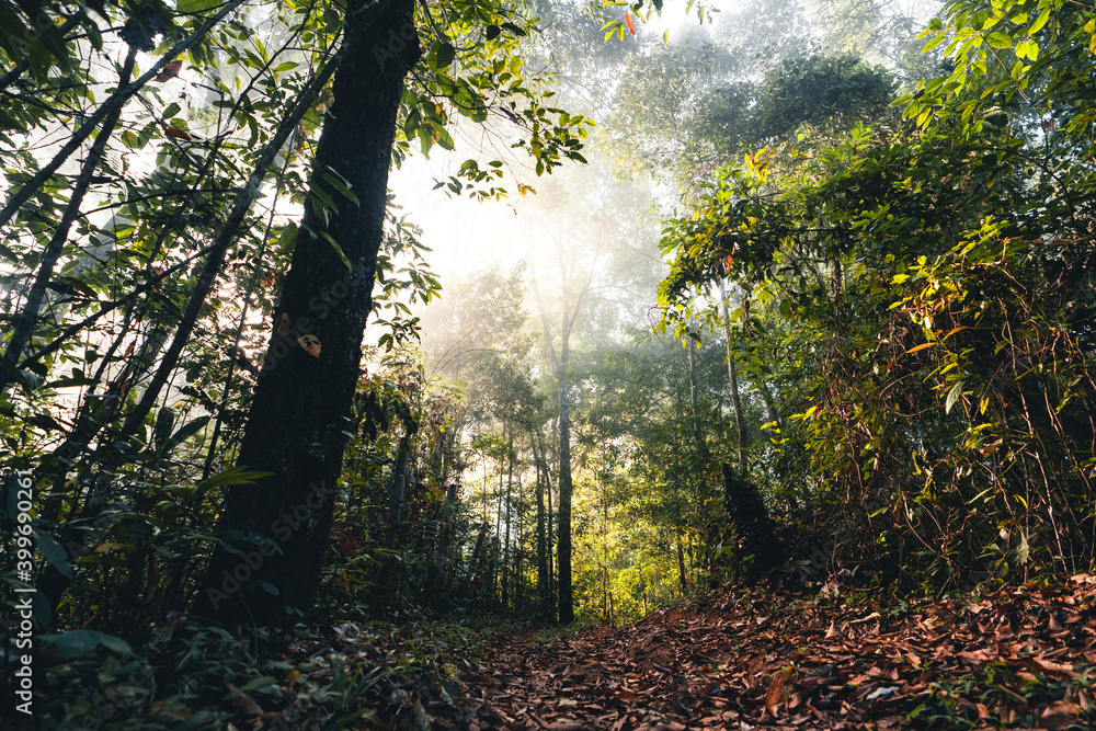 Fototapeta premium In the morning forest Sunshine and trees in the forest