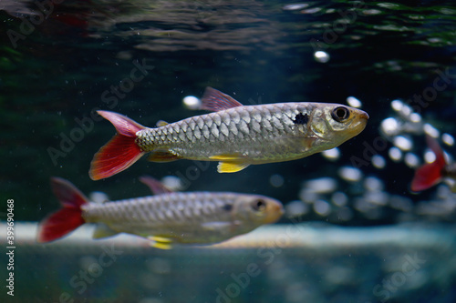 Chalceus red-tailed fish in the aquarium (Chalceus macrolepidotus) photo