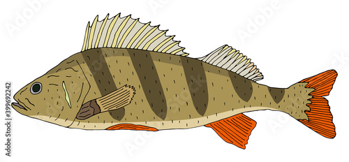 Fish perch hand drawn. Beautiful colorful river fish isolated on white background. Vector illustration.