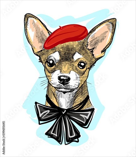 fashionable creative dog in a red beret and with a bow on the neck. Portrait of a chihuahua head. Illustration of a sketch drawn with markers. vector.
