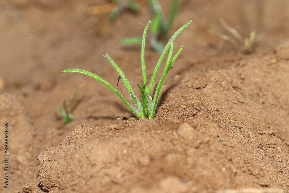 Isabgol's crop or plant growing in the fields Isabgol's crop or plant growing in the fields