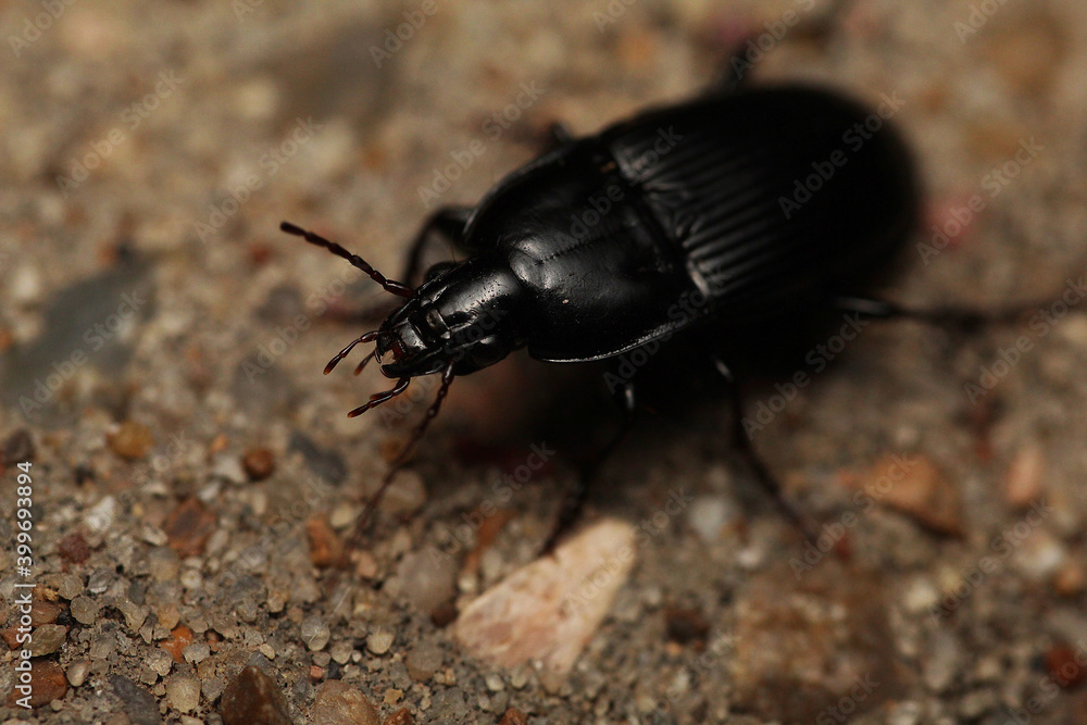 Macro shot of a black beetle Macro shot of a black beetle