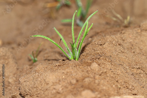 Isabgol's crop or plant growing in the fields