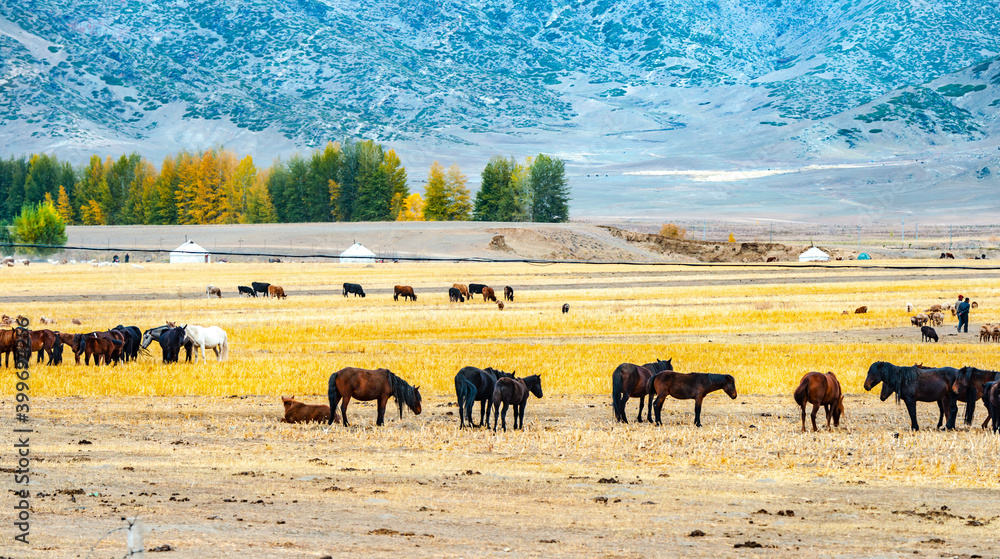 Obraz premium herd of horses