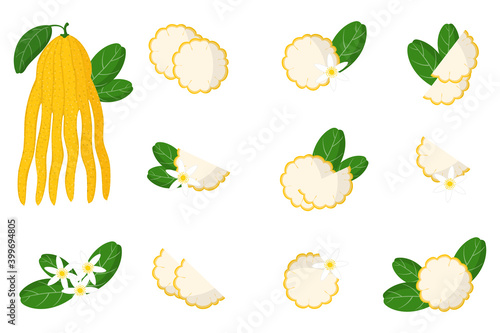 Set of illustrations with buddha hand exotic citrus fruits, flowers and leaves isolated on a white background.