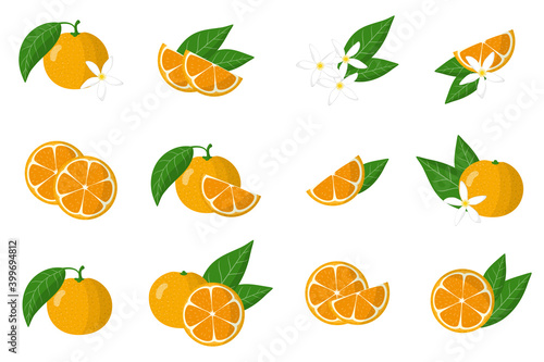 Set of illustrations with calamondin exotic citrus fruits, flowers and leaves isolated on a white background.