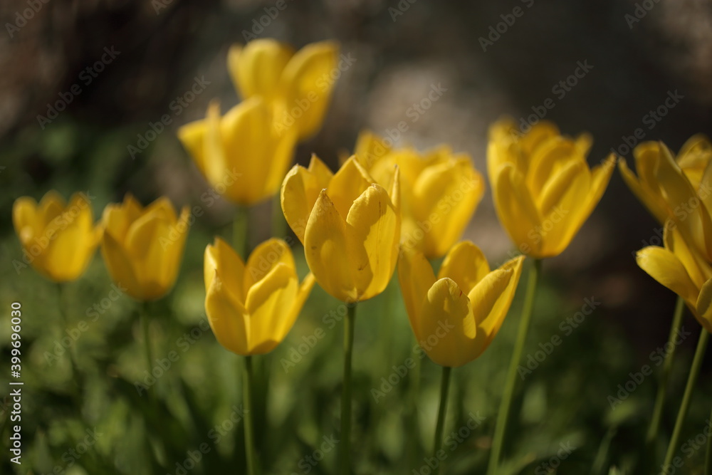 Bright colorful Tulip blossoms in spring in nature Bright colorful Tulip blossoms in spring in nature