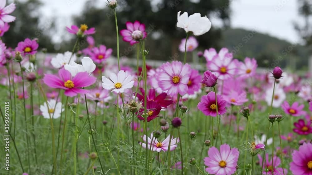 Beautiful flower field cosmos in the outdoor garden. Beautiful flower field cosmos in the outdoor garden.