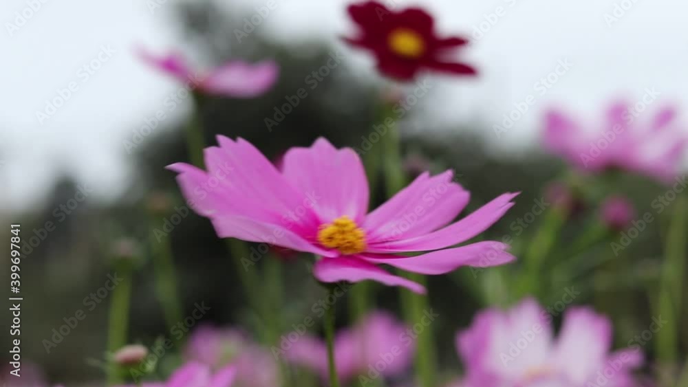 Beautiful flower field cosmos in the outdoor garden. Beautiful flower field cosmos in the outdoor garden.