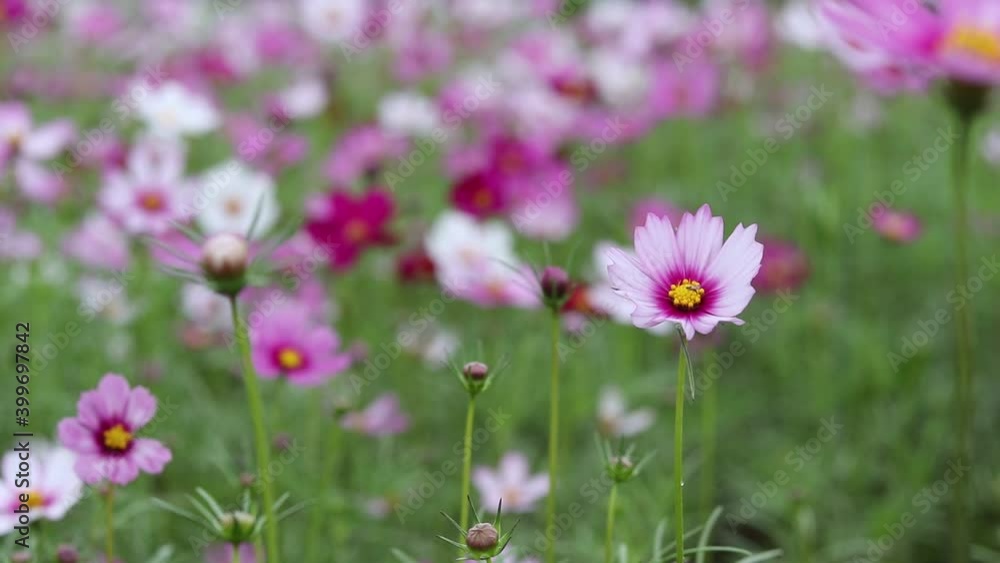Beautiful flower field cosmos in the outdoor garden. Beautiful flower field cosmos in the outdoor garden.