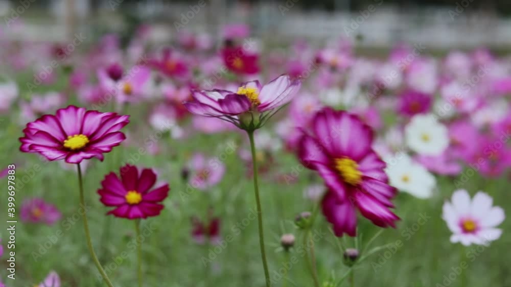 Beautiful flower field cosmos in the outdoor garden. Beautiful flower field cosmos in the outdoor garden.