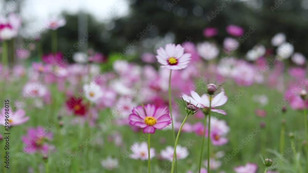 Beautiful flower field cosmos in the outdoor garden. Beautiful flower field cosmos in the outdoor garden.