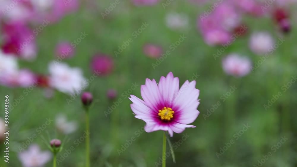 Beautiful flower field cosmos in the outdoor garden. Beautiful flower field cosmos in the outdoor garden.