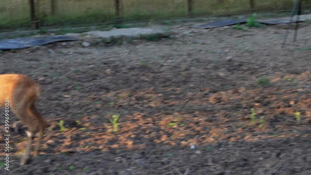 Roe deer playing in the garden in the morning Roe deer playing in the garden in the morning