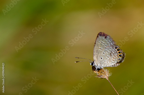 butterfly in morning haze in nature close-up macro. Landscape wide format, copy space, Delightful pastoral airy artistic image