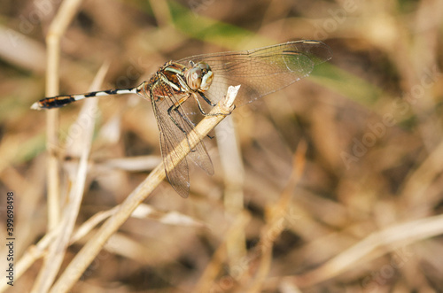 dragonfly on the dry grass natural background