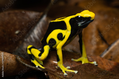 Closeup of a dyeing poison dart frog "Regina" on leaf litter