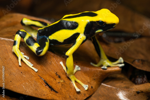 Closeup of a dyeing poison dart frog "Regina" on leaf litter