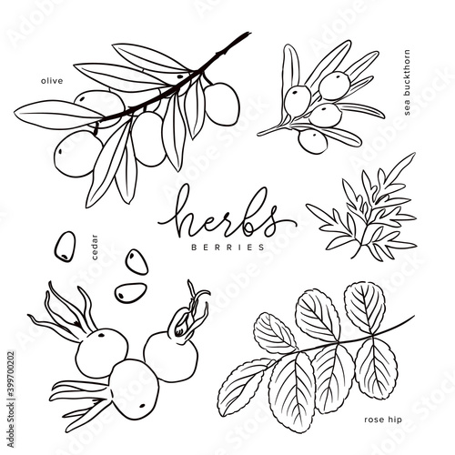Healing herbs buckthorn, sagebrush, olive vector elements set