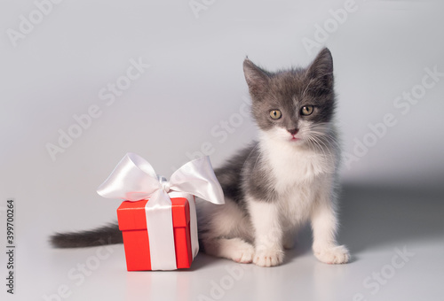 Cute little grey and white kitten on white or grey background next to red gift box with white ribbon: festive background for new year, birthday or Valentine's day, soft focus, crop, space for text