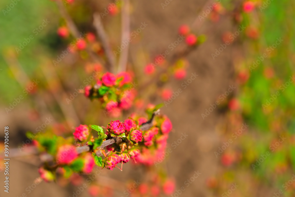 Beautiful spring flowering shrubs with red flowers and young green leaves. Concept springtime bloom. Selective soft focus. Beautiful spring flowering shrubs with red flowers and young green leaves. Concept springtime bloom. Selective soft focus.