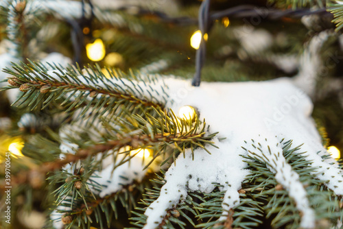 Christmas winter green tree