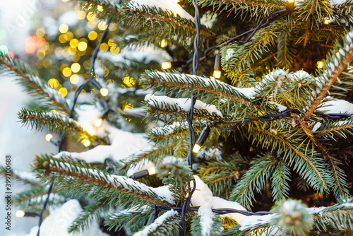 Christmas winter green tree