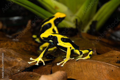 Photo Closeup of a pair of dyeing poison dart frogs Regina sitting on leaf litter