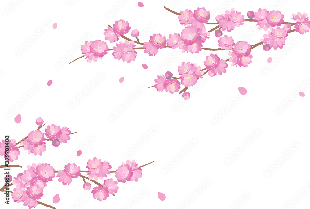 Peach Blossom background spring flower hinamatsuri Peach Blossom background spring flower hinamatsuri