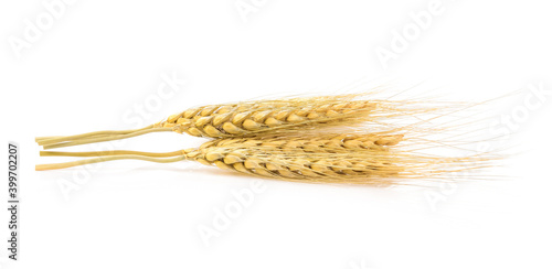 Barley seed on white background