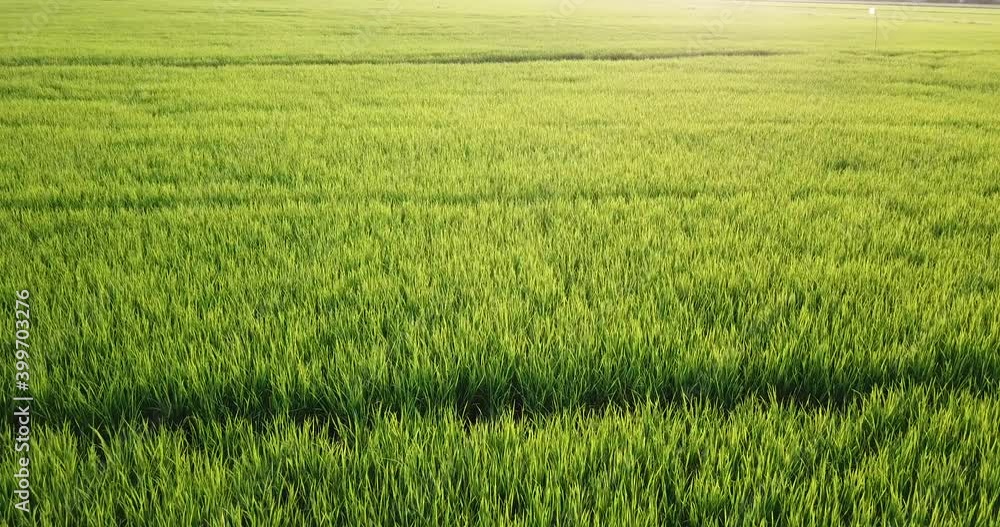 Aerial view The morning rice fields are beautiful in the sun. Aerial view The morning rice fields are beautiful in the sun.