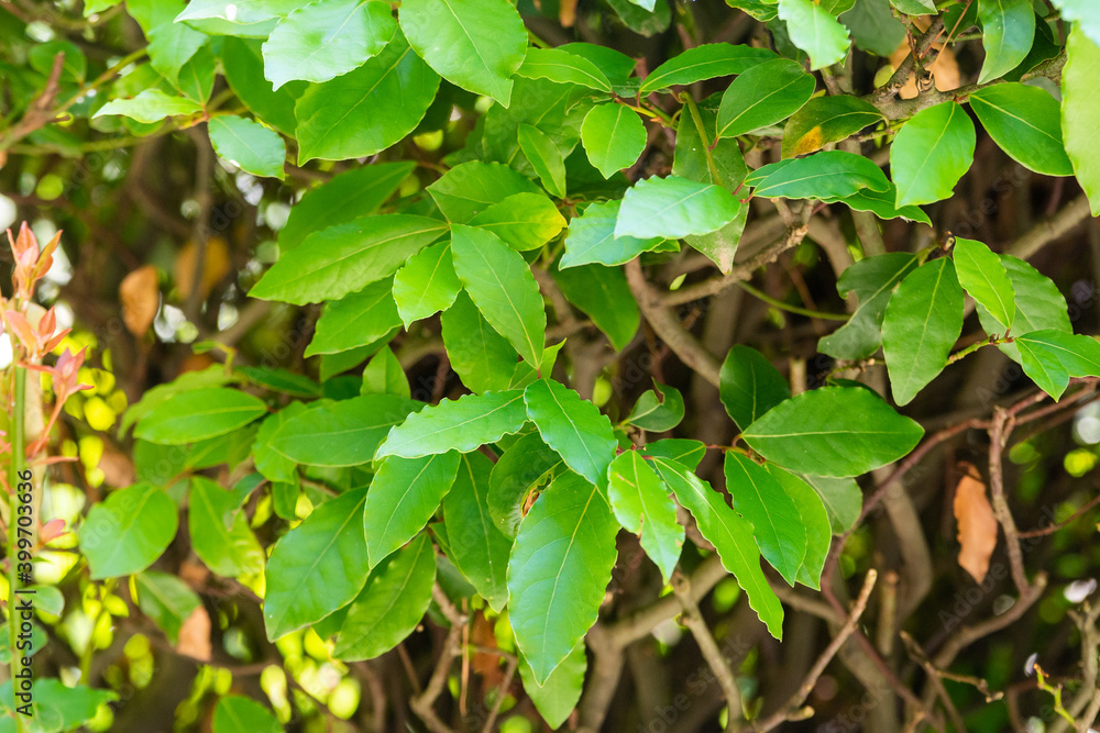 Laurus nobilis or Laurel tree green leaves Laurus nobilis or Laurel tree green leaves